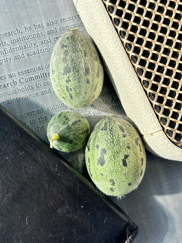 Muskmelon