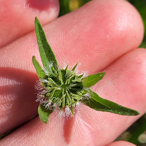Alice Eastwood's fleabane (Erigeron aliceae)