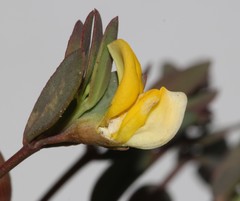 Rafnia capensis capensis