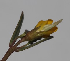 Rafnia capensis capensis