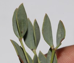 Rafnia capensis capensis