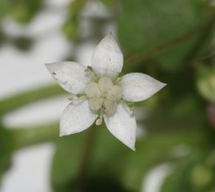 Crassula dentata