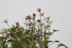 Crassula dentata