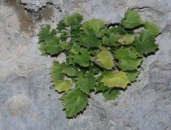 Campanula fenestrellata