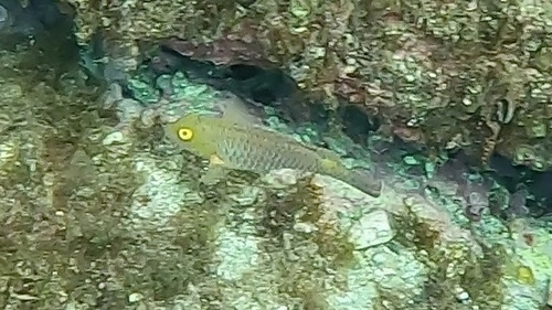 Sparisoma cretense