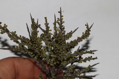 Thesium hystrix