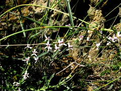 Cyphia sylvatica
