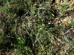 Cyphia sylvatica