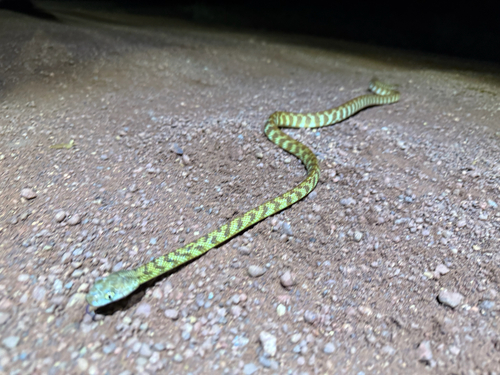 Brown Tree Snake sighting