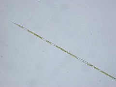 Rhizosoleniales