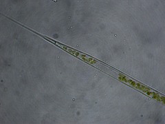 Rhizosoleniales