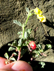 Hermannia cuneifolia