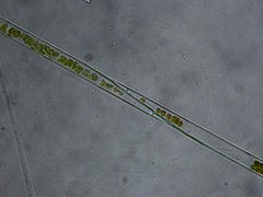 Rhizosoleniales