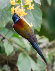 Aethopyga nipalensis