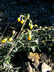 Hermannia holosericea