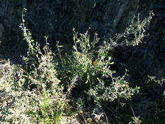 Hermannia holosericea