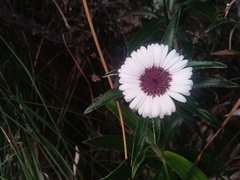 Macrolearia angustifolia