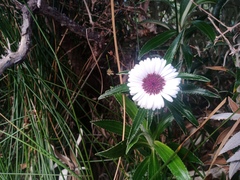 Macrolearia angustifolia
