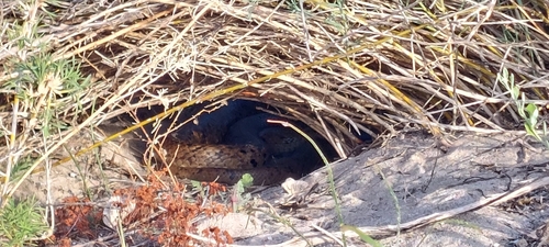 Mainland Dugite sighting