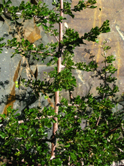 Searsia longispina