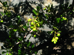 Searsia longispina