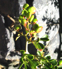 Searsia longispina