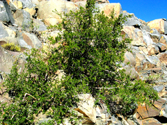 Searsia longispina