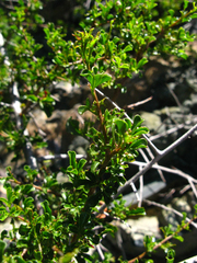 Searsia longispina