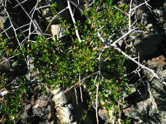 Searsia longispina