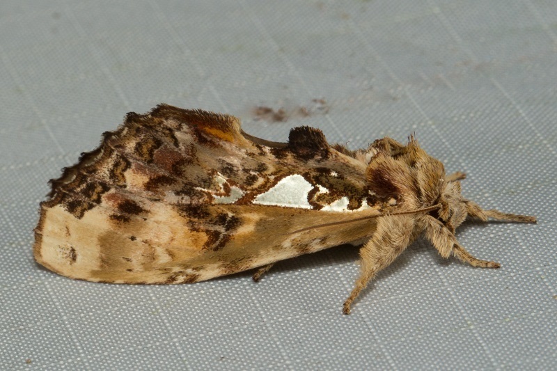 Ginshachia sumatrensis
