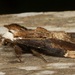 Allodonta austrocollaris - Photo 由 dhfischer 所上傳的 (c) dhfischer，保留部份權利CC BY-NC