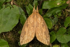 Hunyada