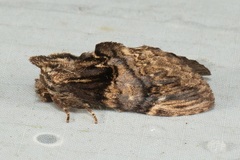 Semidonta nigribasis