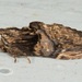 Semidonta nigribasis - Photo (c) dhfischer,  זכויות יוצרים חלקיות (CC BY-NC), הועלה על ידי dhfischer