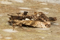 Spatalia duplius
