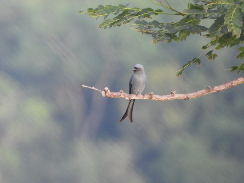 Dicrurus leucophaeus observed 2025-11-16