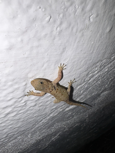 Yellow-headed Gecko, Stirling Rd, Davie, FL, US, photo 10 of 10