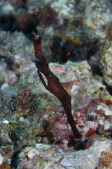 Solenostomus cyanopterus