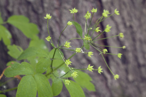 Thalictrum sachalinense · iNaturalist