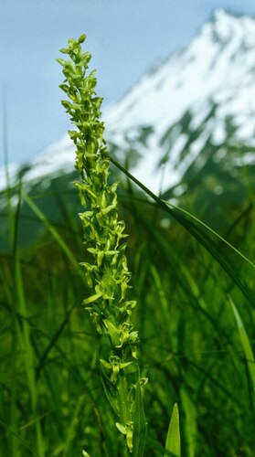 Lily-leaved Rein Orchid (Platanthera convallariifolia)