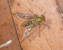 Heteropsilopus cingulipes