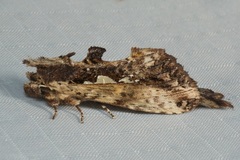 Spatalia duplius