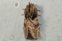 Semidonta nigribasis