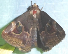 Ommatophora luminosa