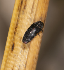 Diphucrania pauperula