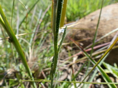 Wahlenbergia cuspidata