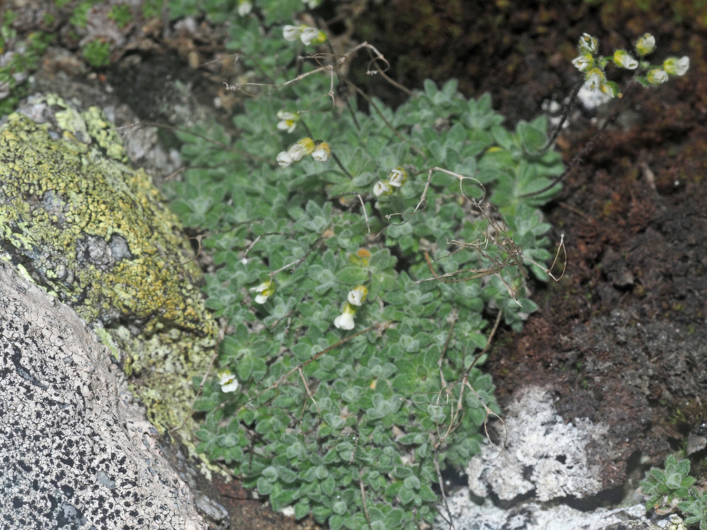 Austrian Whitlow-grass