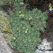Austrian Whitlow-Grass - Photo (c) Felix Riegel, some rights reserved (CC BY-NC), uploaded by Felix Riegel