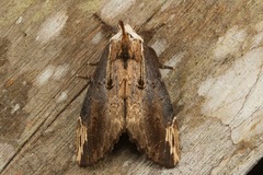 Allodonta austrocollaris