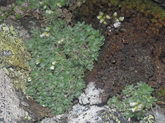 Draba dubia
